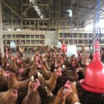 poultry-farm-XQ3QUJS